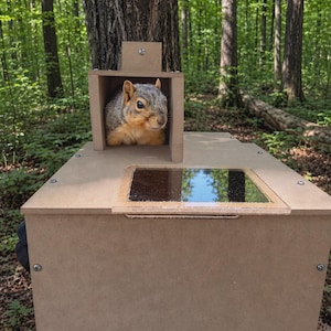 May include: A light brown squirrel with gray fur on its head sits inside a rectangular wooden box structure. The structure features a flat top surface with a rectangular clear acrylic window panel and a small open-front compartment for the squirrel.