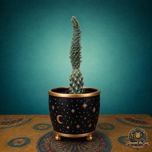 May include: A tall, slender green cactus with a textured surface planted in a round black pot. The pot features a gold rim, three small gold feet, and a pattern of gold stars and a crescent moon printed around the exterior surface.