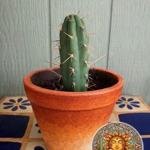 May include: A green cactus with sharp spines in a terracotta pot. The pot has an orange gradient. The image includes a sticker with the text "Around the Sun A*RRIZONA stock photo" and a sun and cactus design. The background is a light blue wooden wall.
