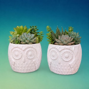 May include: Two white ceramic owl-shaped planters, each containing a variety of green succulents. The planters feature embossed circular eyes and textured feather patterns on the exterior, holding assorted small, fleshy green plants.
