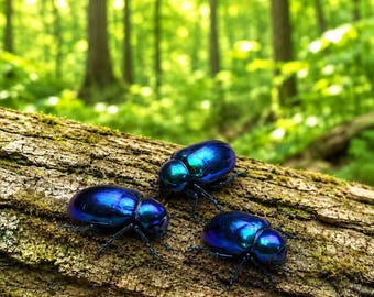 Blue Leaf Beetle Specimen Set of 3, Real Small Insects with Box, Iridescent Beetles, Taxidermy Bugs, Entomology Supply