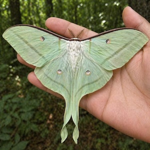 Puede incluir: Se muestra una polilla luna con alas de color verde pálido y borde marrón. Las alas de la polilla tienen un delicado patrón veteado y pequeñas marcas en forma de ojo. El cuerpo de la polilla es blanco y esponjoso. La polilla se sostiene en una mano abierta.