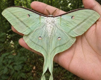 Espécime de mariposa-da-lua Actias ningpoana, mariposa-da-seda taxidermizada, peça para gabinete de curiosidades, presente de arte de parede para entomologistas, presente para amantes da natureza
