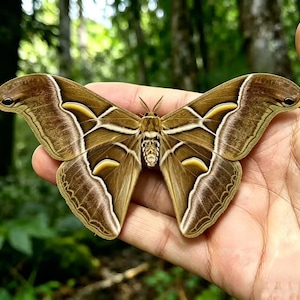 May include: A large brown moth with detailed wing patterns, held in a hand against a blurred green backdrop. The moth's wings display brown, cream, and yellow markings, with a prominent eye-like spot on each wing.
