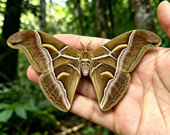 Esemplare di Samia Wangi, tassidermia di falena a grandezza naturale, arte entomologica naturale, regalo entomologico unico, oggetto da esposizione in una vetrina di curiosità.