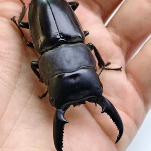 Pode incluir: Um grande besouro-veado preto brilhante com mandíbulas proeminentes, repousando sobre uma superfície clara. O exoesqueleto do besouro reflete a luz, destacando seu corpo segmentado e pinças poderosas. Uma visão de perto mostra os detalhes intrincados do inseto.