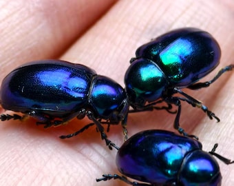 Conjunto de 3 espécimes de besouro-da-folha-azul, insetos pequenos reais com caixa, besouros iridescentes, insetos para taxidermia, suprimentos para entomologia