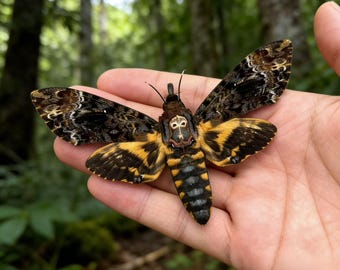Esemplare di falena testa di morto / Singolo insetto vero / Decorazione ispirata a Il silenzio degli innocenti