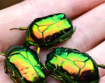 Green Flower Beetle Specimen Set of 3, Real Insect Specimens with Box, Small Beetles, Taxidermy Bugs, Entomology Supply