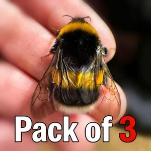 May include: A close-up of a bumblebee, showing its black and yellow striped body and transparent wings. The text "Pack of 3" is displayed in white with a red number 3.
