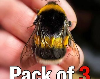 Hummel-Probe 3er-Set, echte Bieneninsekten mit Box, Taxidermie-Bienen, Entomologie-Versorgung, Käfer-Sammlung