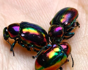 Juego de 3 ejemplares de escarabajos de hoja iridiscentes, insectos diminutos reales con caja, escarabajos arcoíris, insectos para taxidermia, suministros de entomología