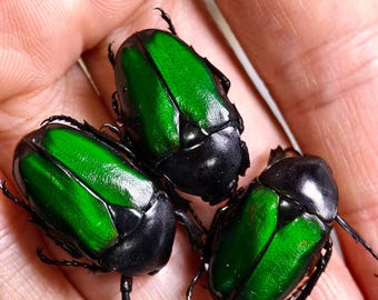 Set of 3 Green Flower Beetle Specimens – Real Metallic Scarab Entomology Collection