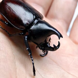 Japanese Rhinoceros Beetle - Etsy