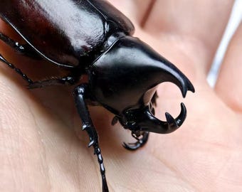 Japanese Rhinoceros Beetle Specimen – 4cm Kabutomushi Entomology Collection Display