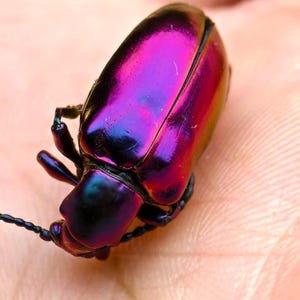 Puede incluir: Primer plano de un escarabajo con caparazón iridiscente. El caparazón cambia de color, pasando del morado intenso al rosa y al azul. El insecto descansa sobre una superficie clara, mostrando sus colores vibrantes.