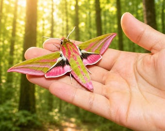 Coleção de espécimes de borboletas preservadas, exibição de mariposas reais, decoração para casa inspirada na natureza, presente exclusivo para amantes da natureza, presente de entomologia