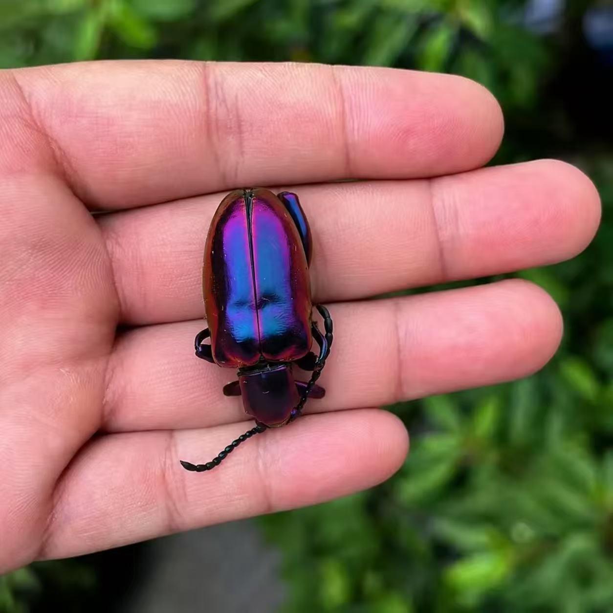 Hoplia Coerulea - Etsy UK