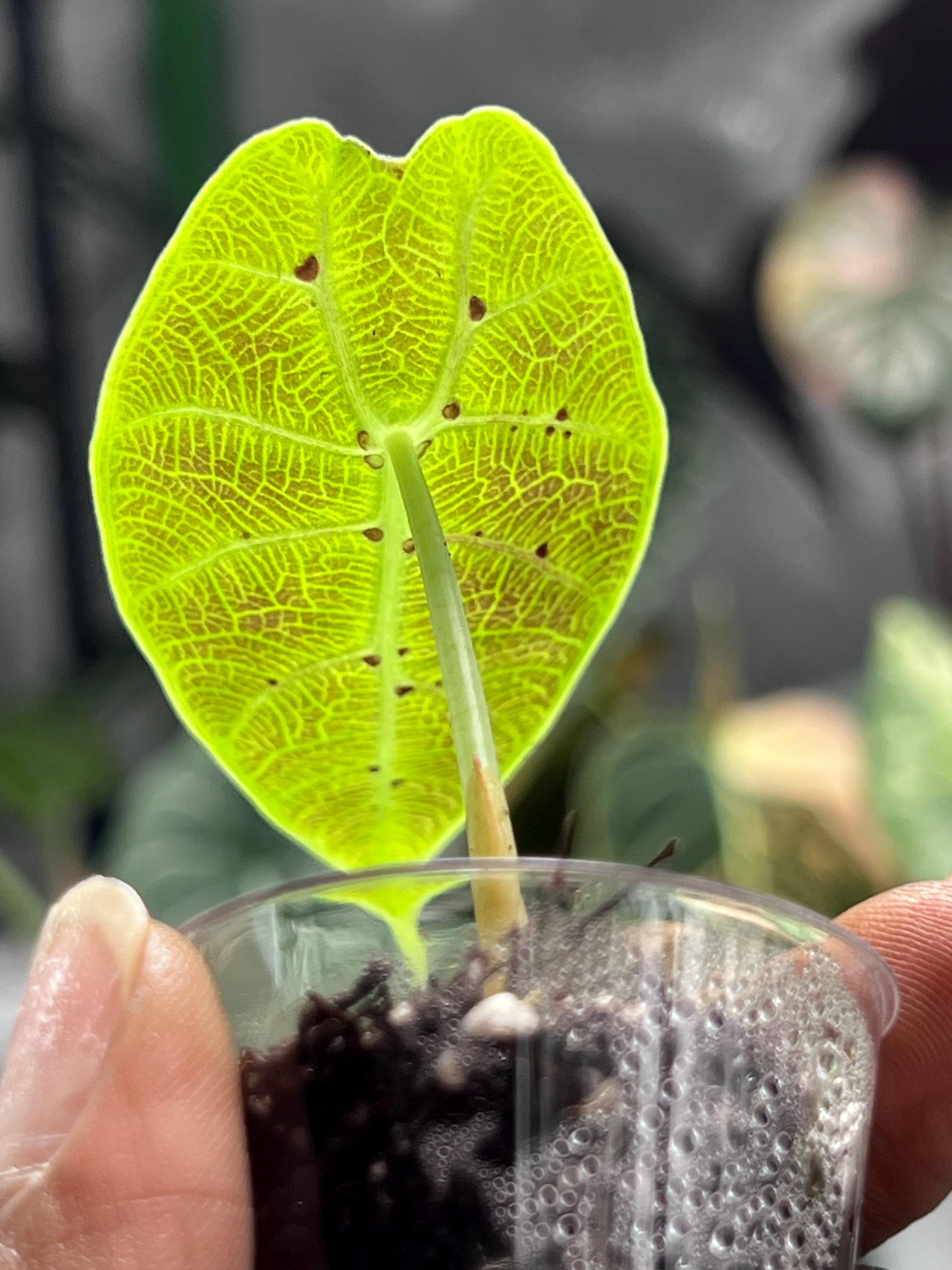 Alocasia watsoniana - Etsy 日本