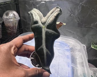 Alocasia Pink Nobillis