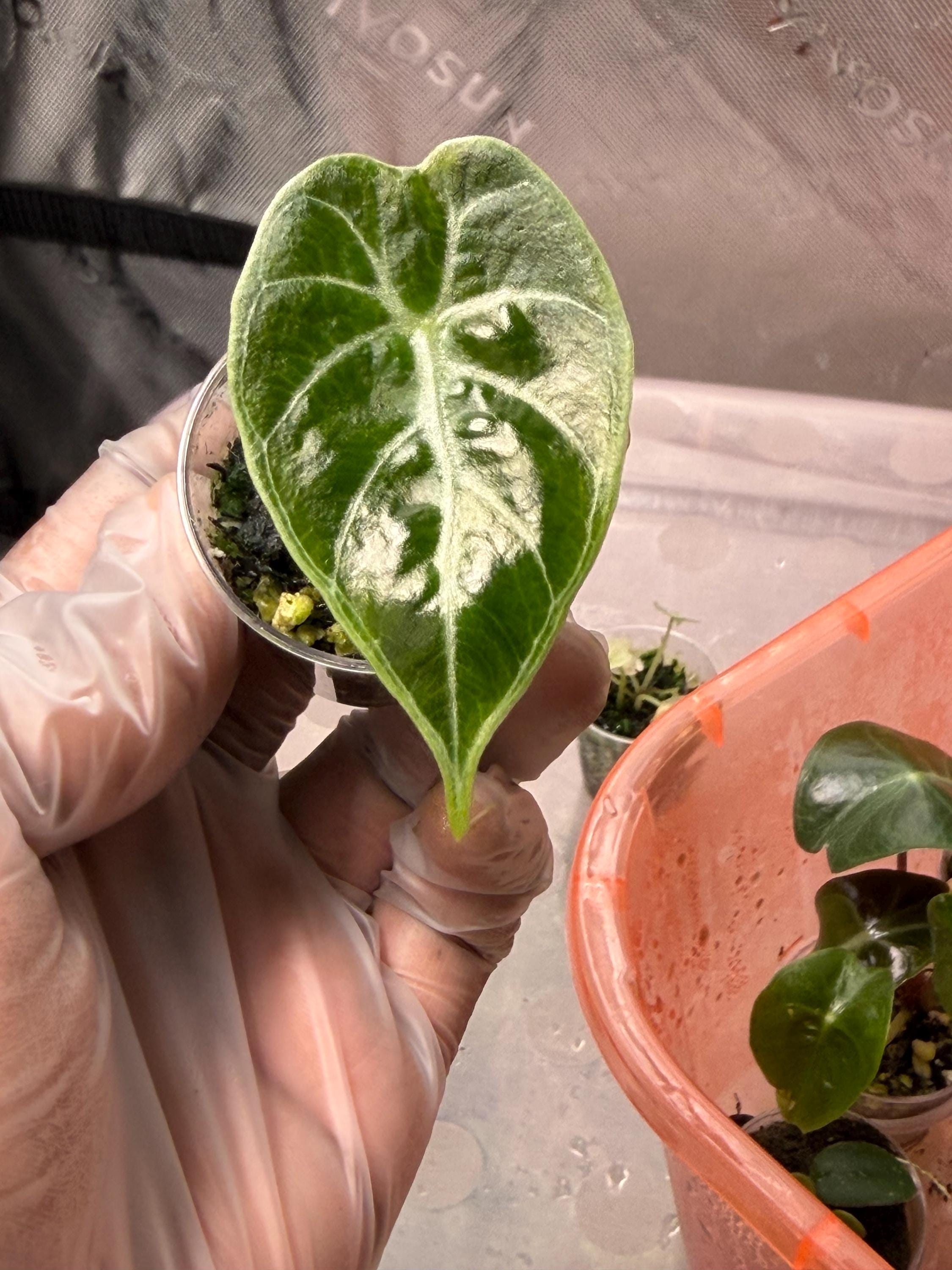 観葉植物 xs343 Alocasia Watsoniana Variegata【希少】アロカシア
