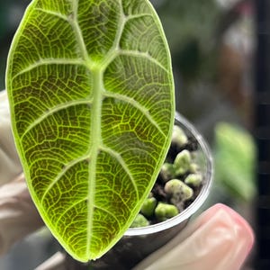 Alocasia watsoniana - Etsy 日本