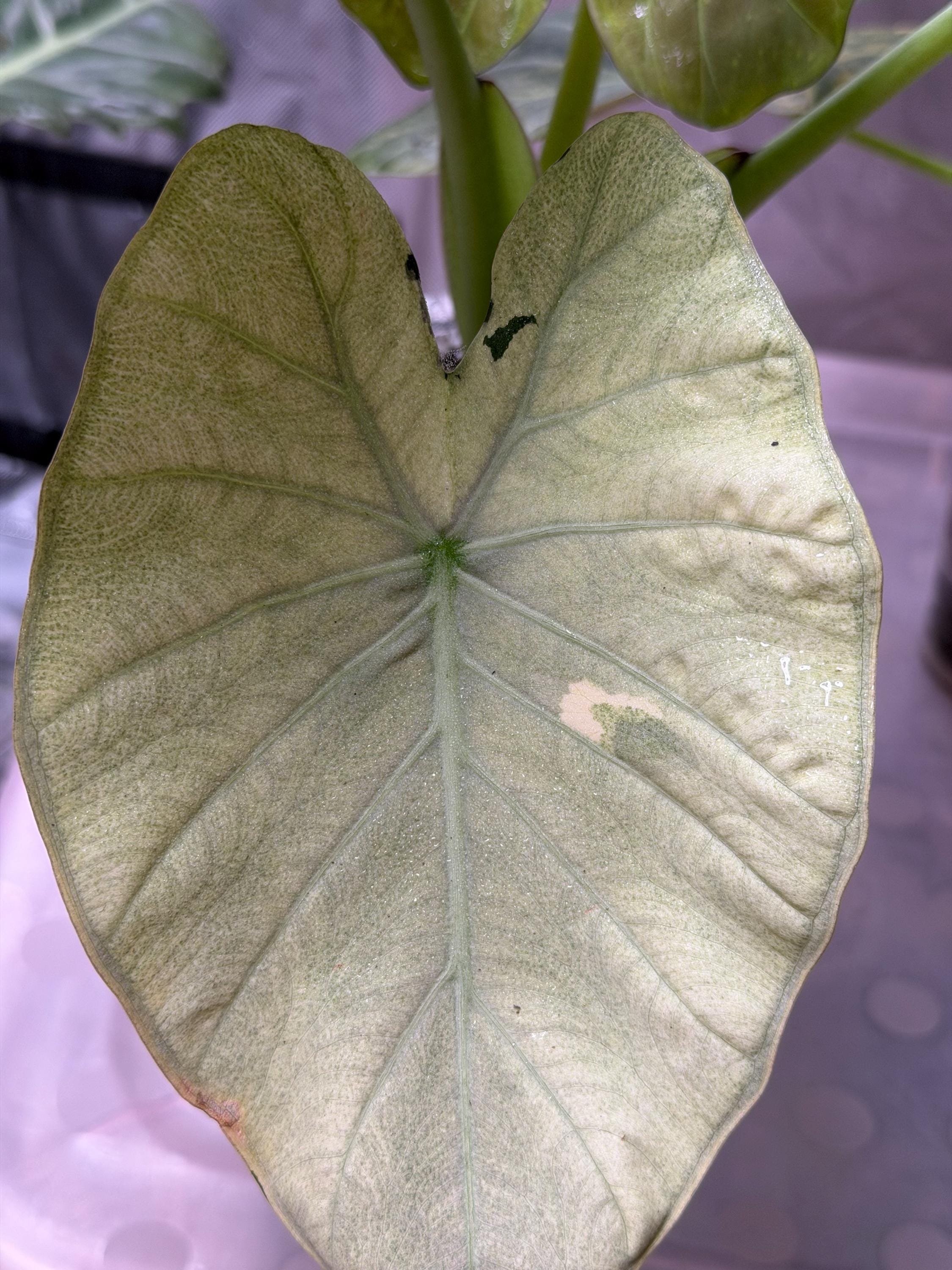 Alocasia regal shields - Etsy 日本