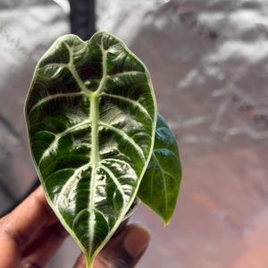 Alocasia watsoniana pink variegated - Etsy 日本