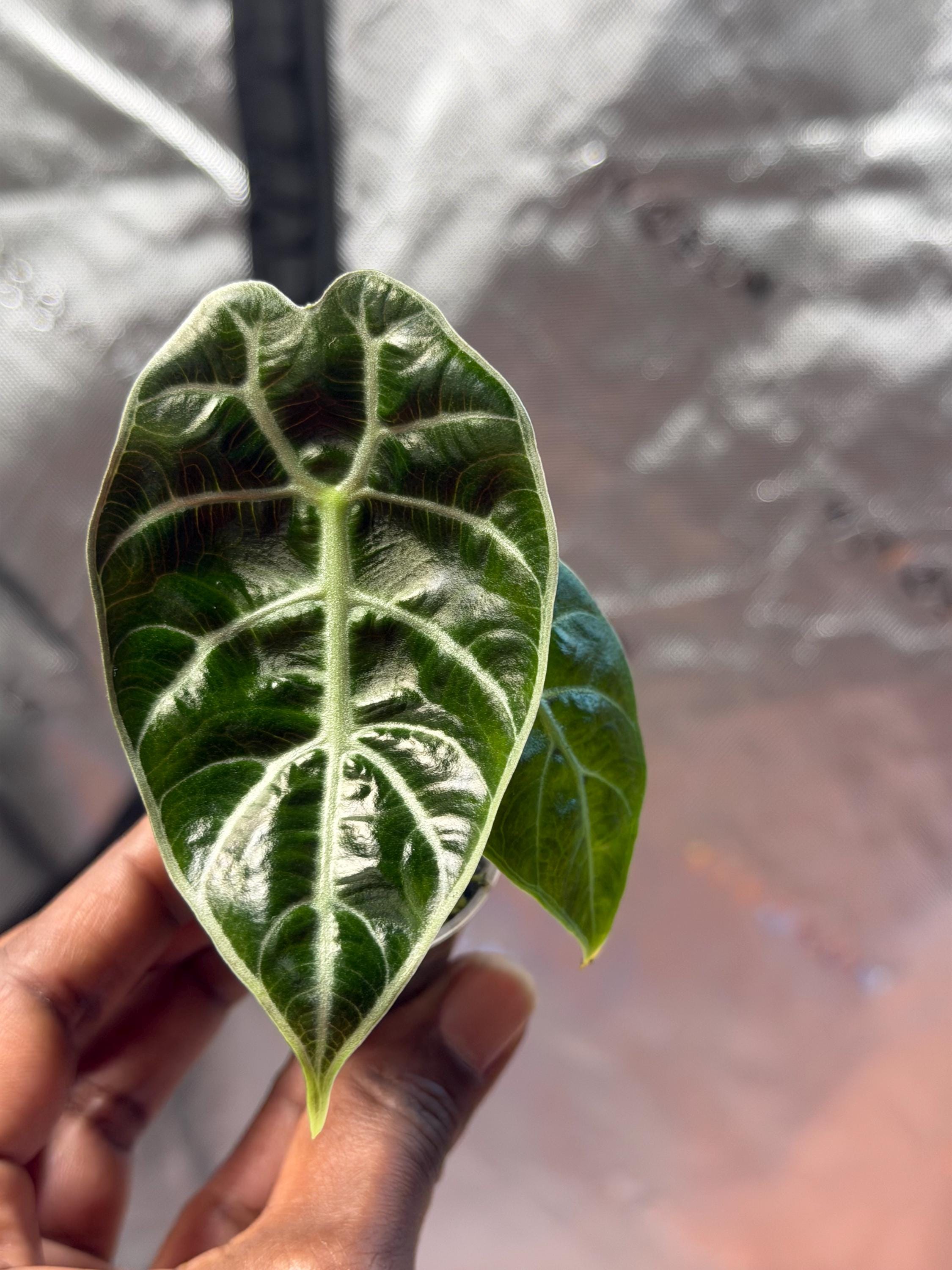 Alocasia watsoniana pink variegated - Etsy 日本