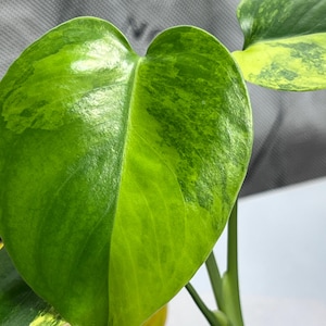 May include: A heart-shaped variegated monstera leaf featuring a blend of deep forest green and bright lime green patches. The leaf has a smooth, glossy texture with distinct veins and is attached to a slender green stem rising from a small pot.