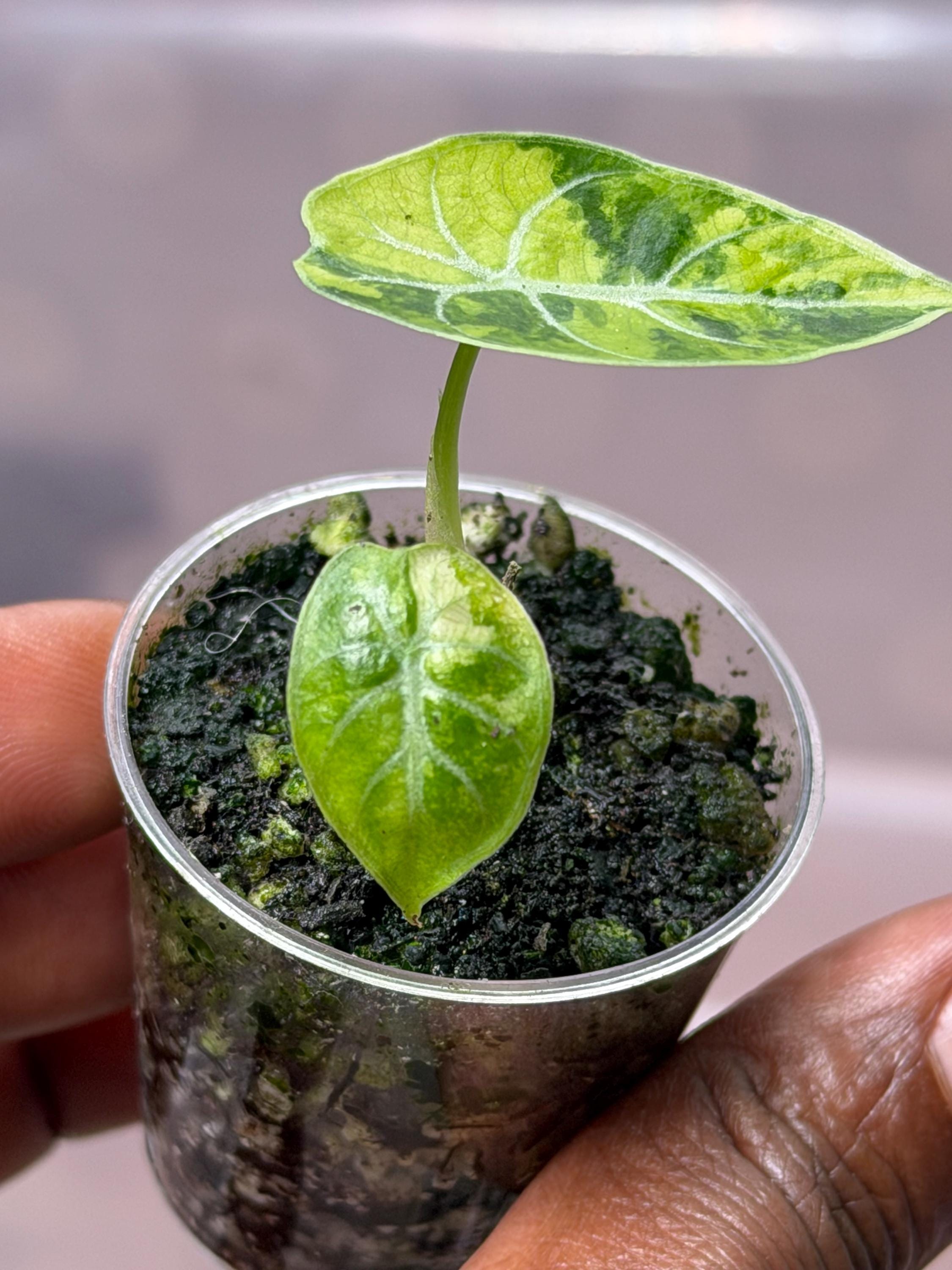 Alocasia watsoniana - Etsy 日本