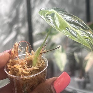 Philodendron Melanochrysum Pink - Etsy