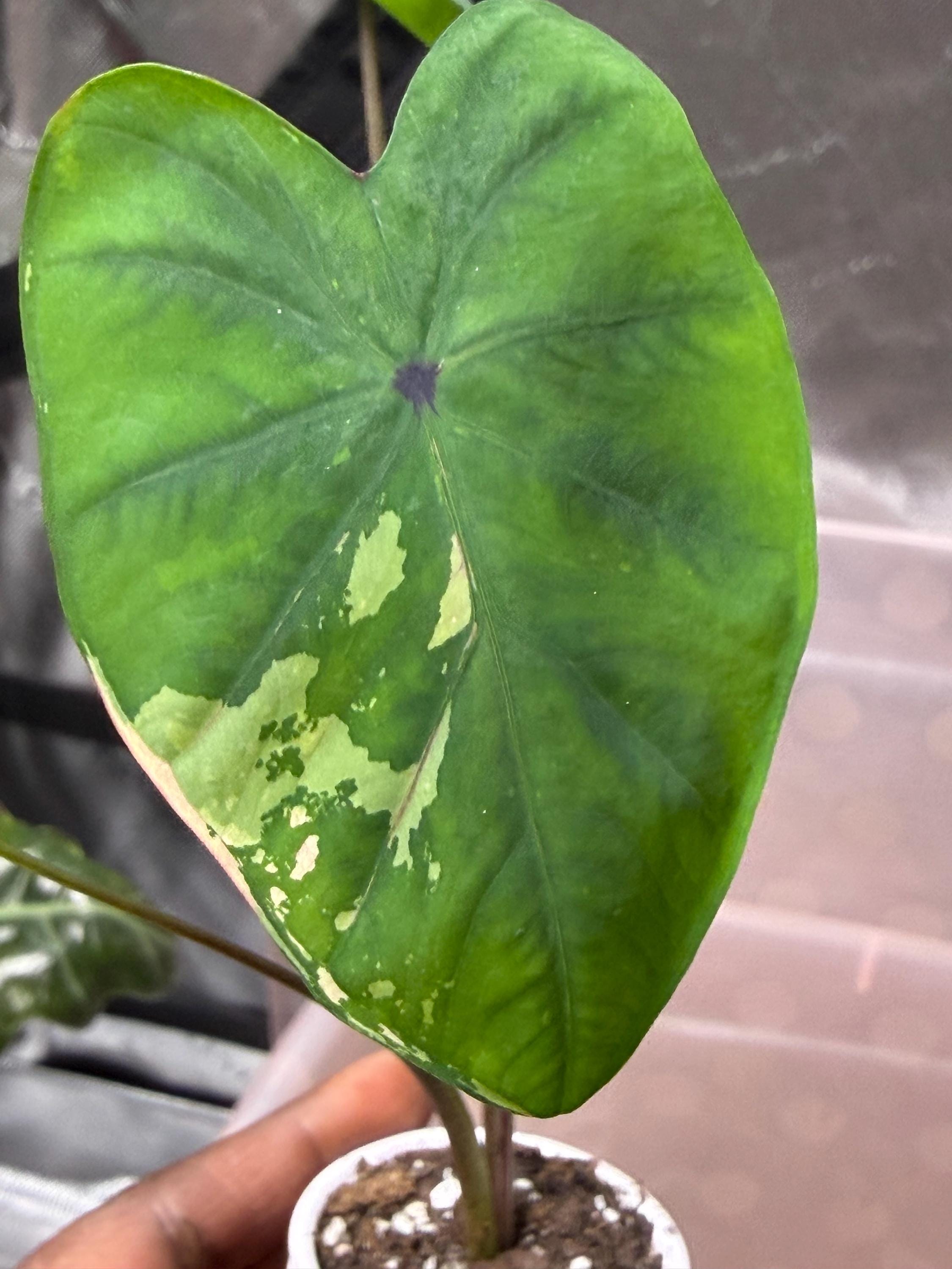Colocasia pink - Etsy 日本