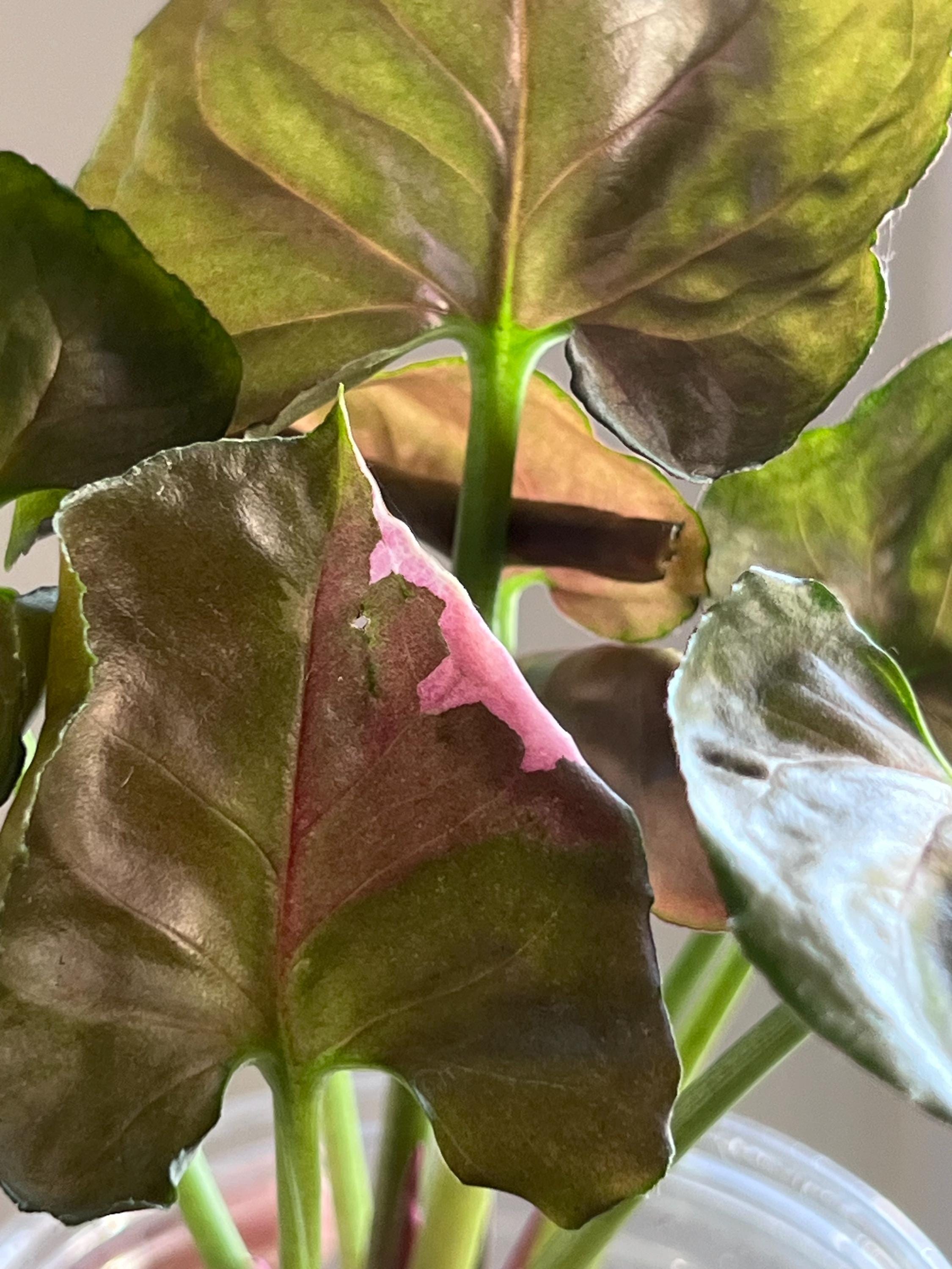 Ice Princess Philodendron - Etsy