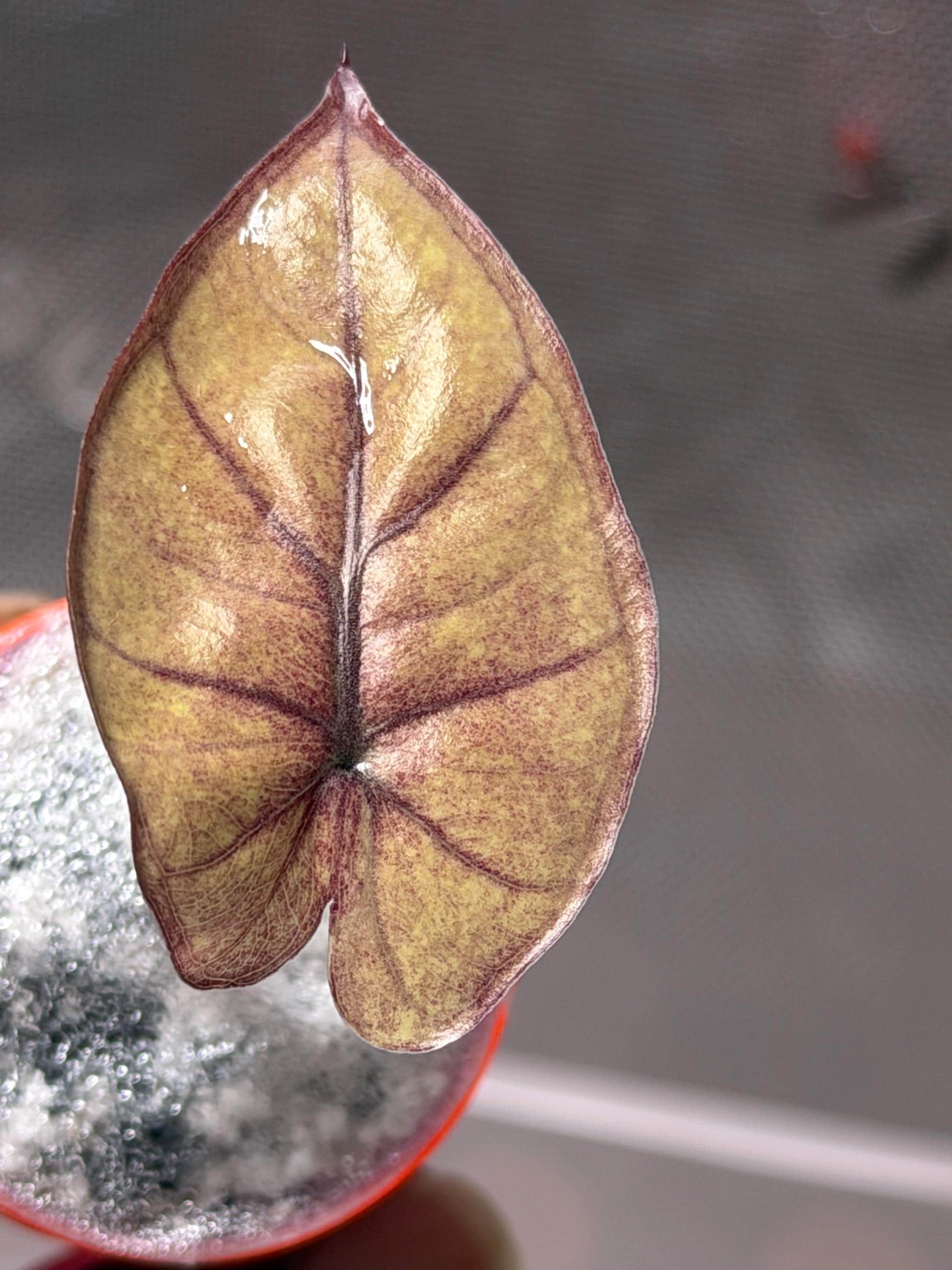 Alocasia cuprea pink - Etsy 日本