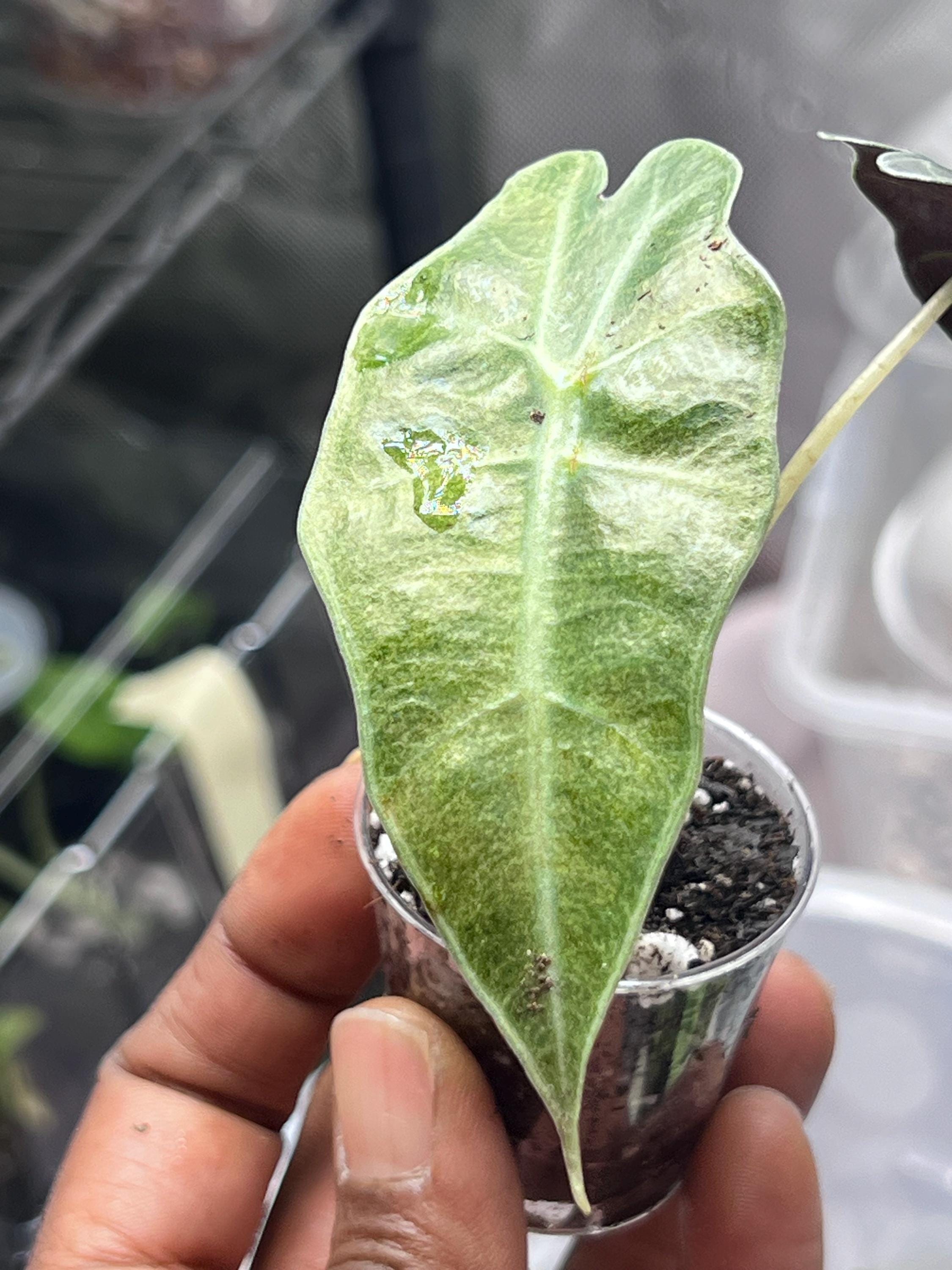 Alocasia sanderiana - Etsy 日本