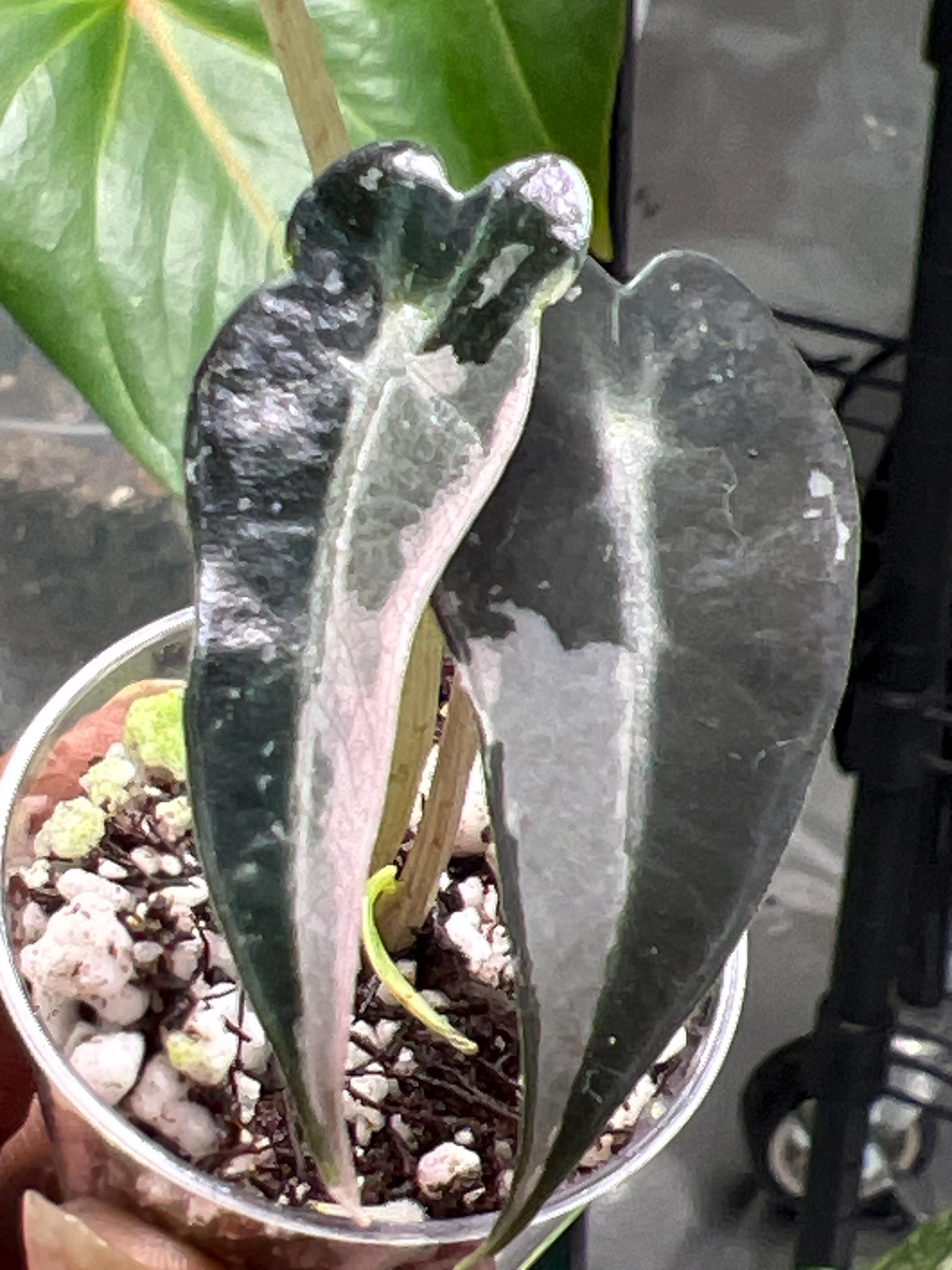 Alocasia bambino pink variegated - Etsy 日本