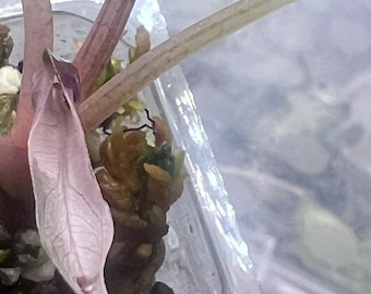 Alocasia Bambino Lava