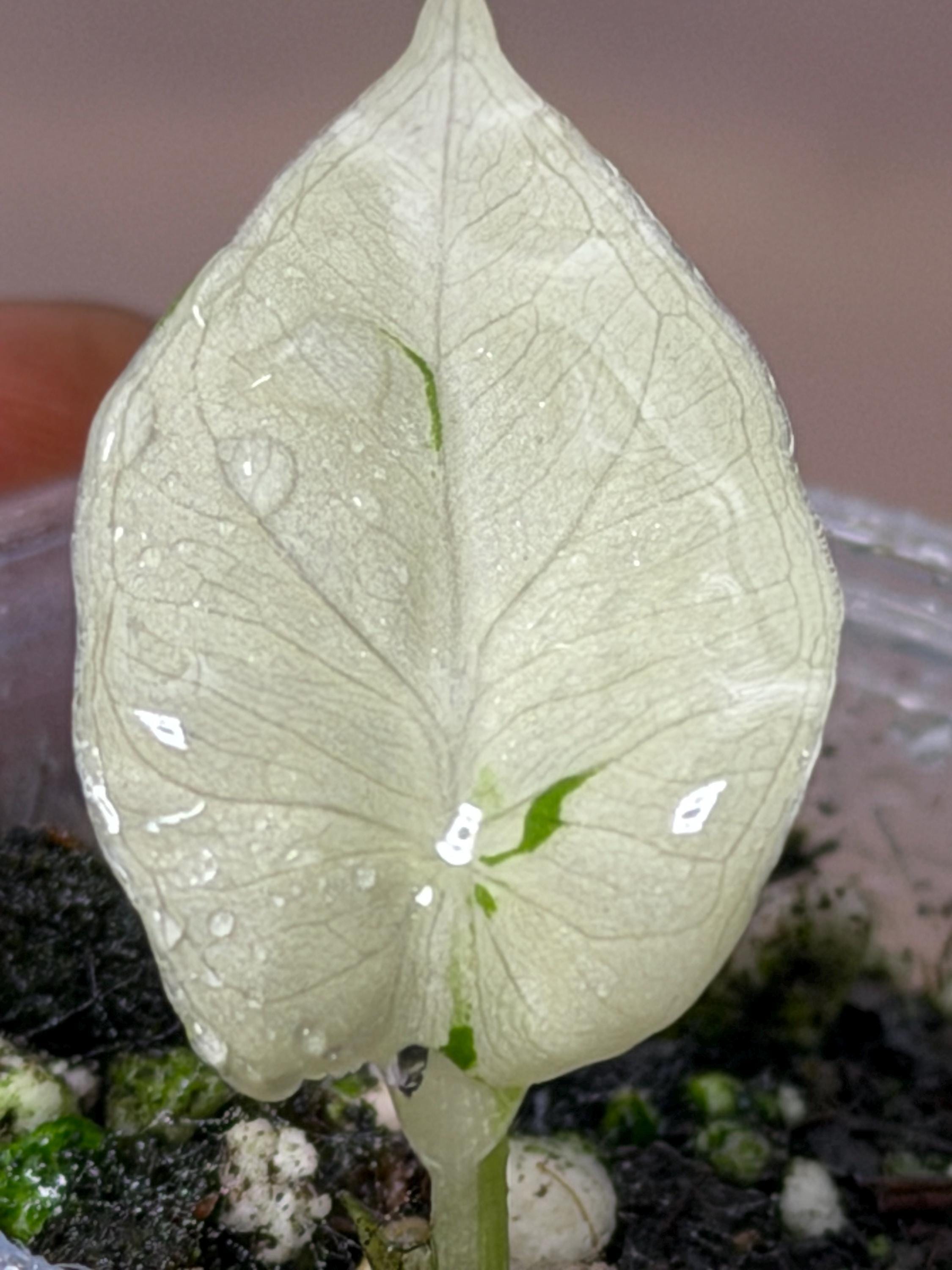 Alocasia regal shields - Etsy 日本