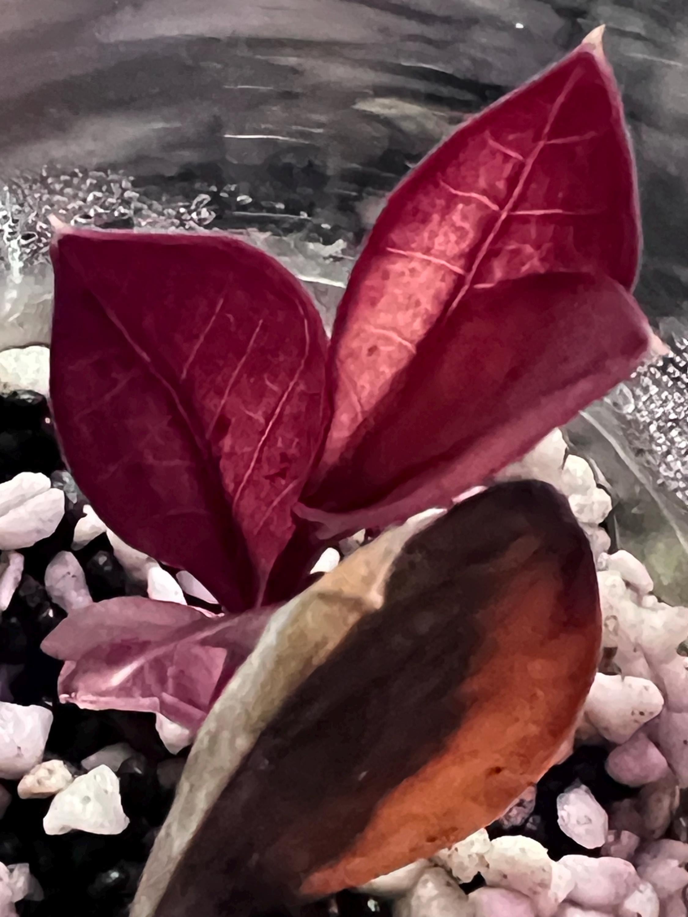 Zenzi zz plant - Etsy 日本