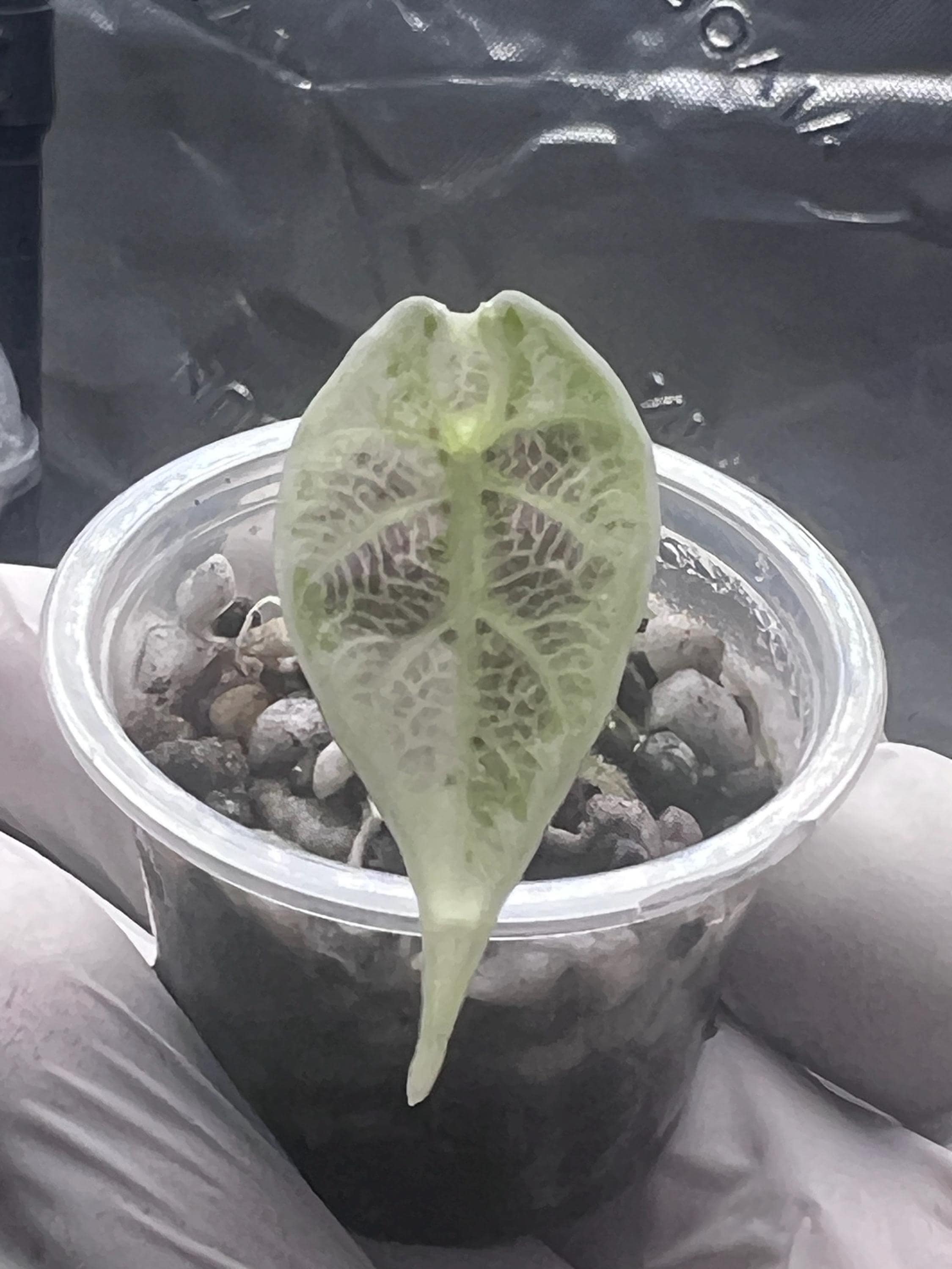 Alocasia Watsoniana Pink - Etsy