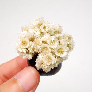 Op de afbeelding: Een miniatuurarrangement van gedroogde, crèmekleurige bloemen in een kleine, donkergekleurde pot. De bloemen zijn dicht opeengepakt, waardoor ze een volle, getextureerde uitstraling hebben. De pot wordt in een hand gehouden tegen een witte achtergrond.