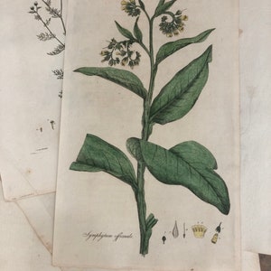 18th c Colored 1st Edition Engraving W. Curtis