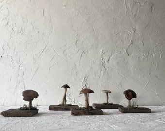 Mushroom Didactic