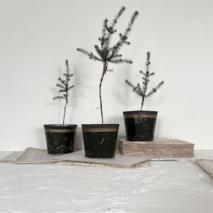 May include: Three small potted evergreen plants with dark green foliage and thin trunks. The black pots have a gold band around the top. The plants sit on a white surface with aged paper and a stack of books.