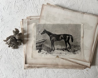 19th c Horse Print