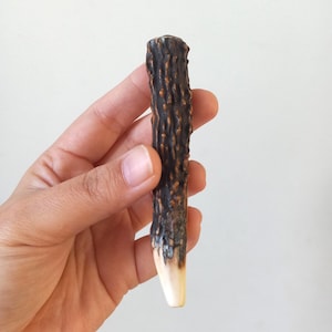 May include: A cylindrical piece of deer antler with a dark brown, textured, and bumpy surface that transitions into a smooth, cream-colored tip at the bottom. The object is elongated and narrow, featuring natural ridges and grooves throughout.