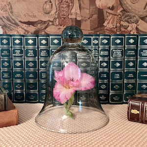 May include: A clear glass cloche dome with a spherical handle sits on a surface, enclosing a single pink and white gladiolus flower. The cloche is positioned in front of a row of dark green leather-bound books with gold lettering on their spines.