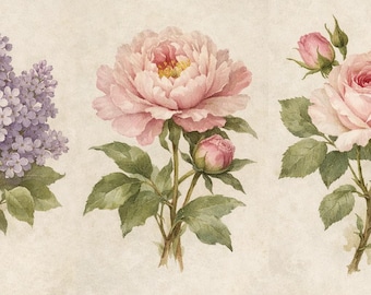 Antique Rose Botanical Print, French Vintage Floral Wall Art (digital ...