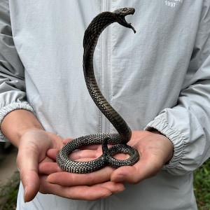 Op de afbeelding: Een donker bronskleurig cobra-beeldje met een textuur van schubben. De slang is afgebeeld in een rechtopstaande, opgerolde houding met een gespreide kap en een open bek, waarin scherpe giftanden zichtbaar zijn in het gedetailleerde ontwerp.